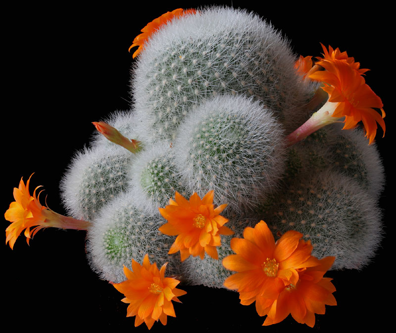 Rebutia muscola